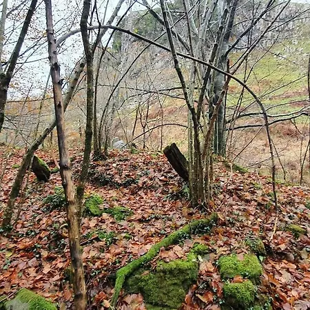 Angostina * Carcabal